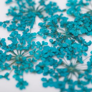 Flori Naturale Uscate Decor Unghii Turquoise 5buc.