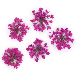 Flori Naturale Uscate MollyLac Decor Unghii Pink 5buc.